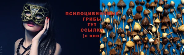шишки Беломорск